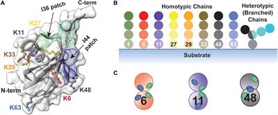 Enzymatic Logic of Ubiquitin Chain Assembly